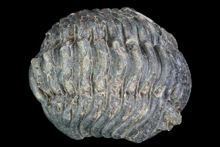Small Enrolled Acastoides Trilobite Fossil - Morocco #76435